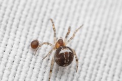 Simitidion simile