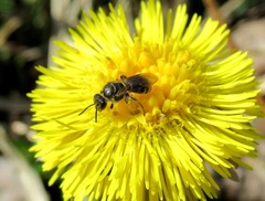 Lasioglossum laticeps