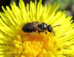 Lasioglossum laticeps