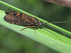 Hagenella clathrata