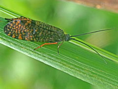 Hagenella clathrata