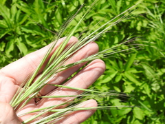 Bromus rigidus