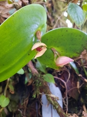 Pleurothallis palliolata