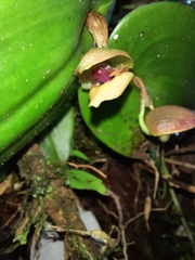 Pleurothallis palliolata