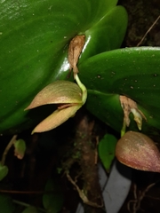 Pleurothallis palliolata