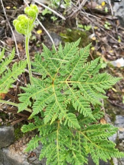 Cheilanthes leucopoda