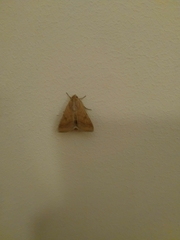 Helicoverpa armigera