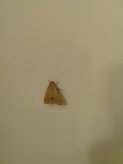 Helicoverpa armigera