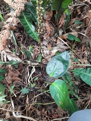 Prescottia stachyodes