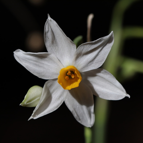 Bunch-flowered Daffodil