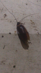 Periplaneta americana