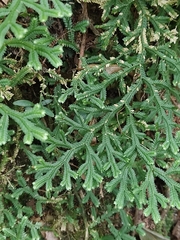Selaginella flexuosa