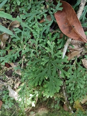 Selaginella flexuosa