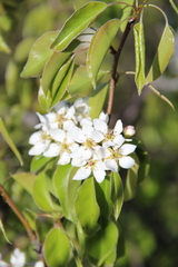 Pyrus communis caucasica