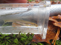 Phenacobius catostomus