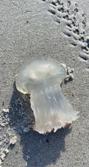 Rhizostomatoidea
