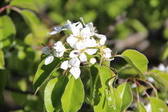 Pyrus communis caucasica