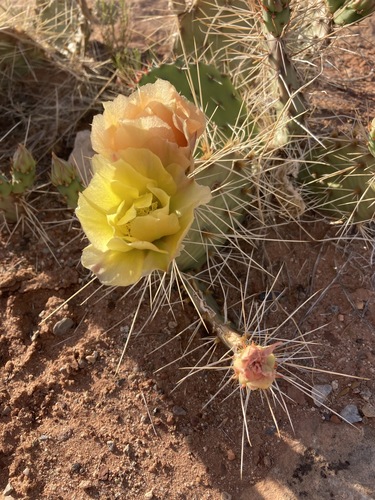 Zuni Pricklypear (Opuntia zuniensis)
