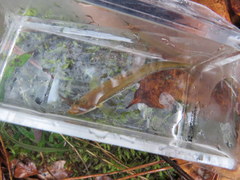 Phenacobius catostomus