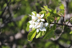 Pyrus communis caucasica