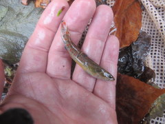 Etheostoma artesiae