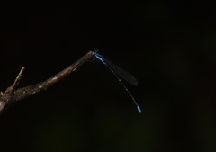 Caconeura ramburi