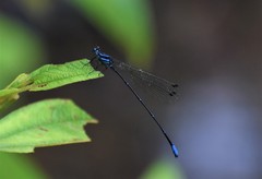 Caconeura ramburi