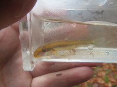 Phenacobius catostomus