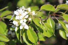 Pyrus communis caucasica