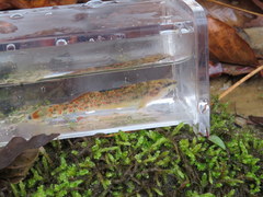 Etheostoma artesiae