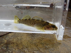 Etheostoma douglasi
