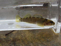 Etheostoma douglasi