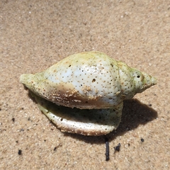 Laevistrombus turturella