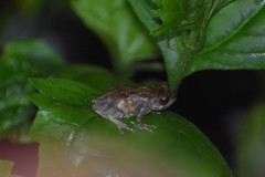 Raorchestes tuberohumerus