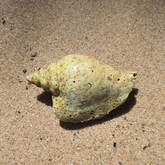 Laevistrombus turturella