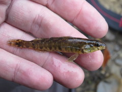 Percina nigrofasciata