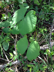 Jeffersonia diphylla