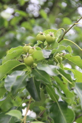 Pyrus communis caucasica