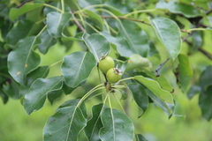 Pyrus communis caucasica