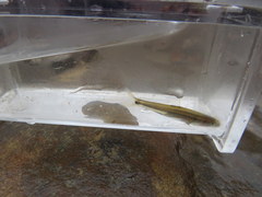Notropis baileyi
