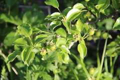 Pyrus communis caucasica