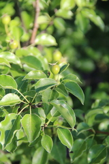 Pyrus communis caucasica