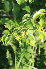 Pyrus communis caucasica