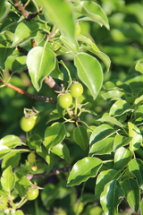 Pyrus communis caucasica