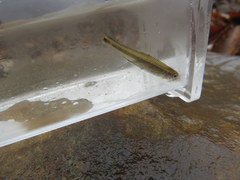Notropis baileyi