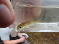 Erimyzon claviformis