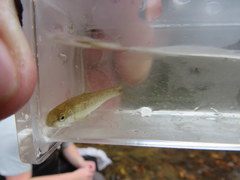 Erimyzon claviformis