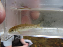 Erimyzon claviformis