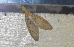 Nevromus austroindicus