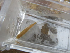 Erimyzon claviformis